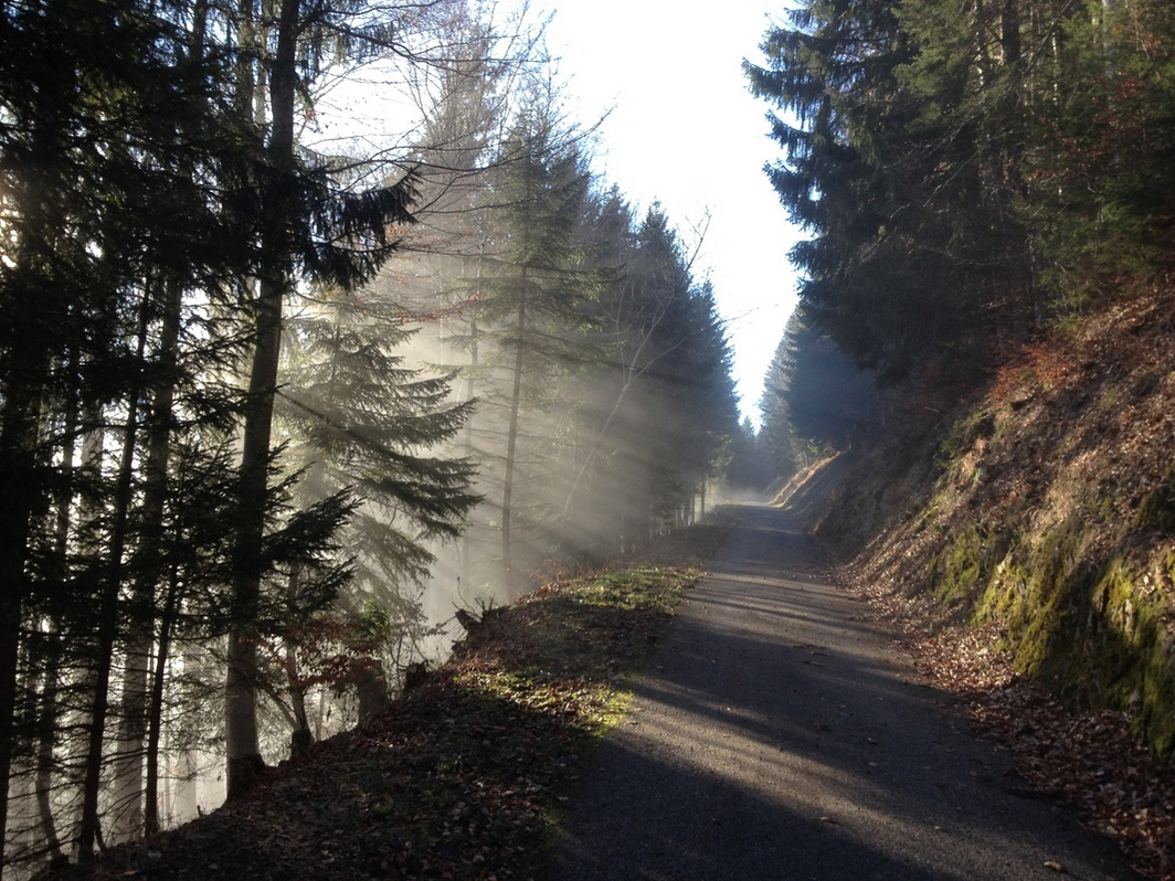 Image - Foret.jpg